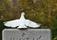 Paloma blanca sobre una lápida
