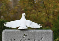 Colombe blanche sur une pierre tombale